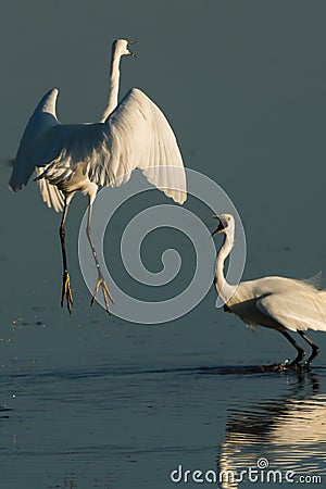 Little egret fiighting Stock Photo