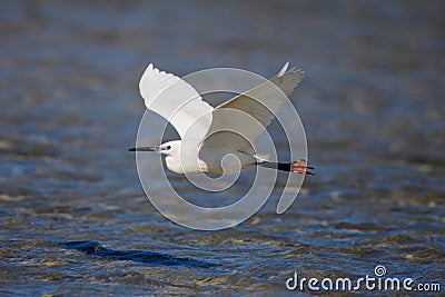 Little Egret in Flight Stock Photo