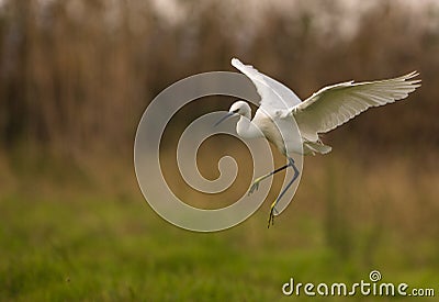 Little Egret in flight Stock Photo