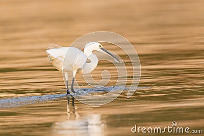 Little Egret in gold colored water Stock Photo