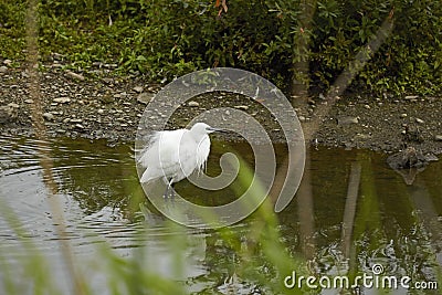 Little Egret Stock Photo