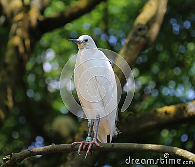 Little egret Editorial Stock Photo