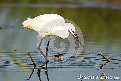 A little egret up close fishing Stock Photo