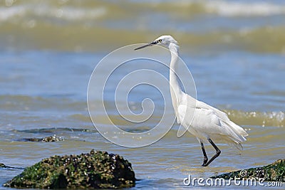 A Little Egret walking on the beach Stock Photo