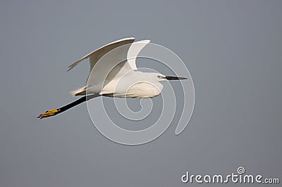 Little egret water bird flight Stock Photo