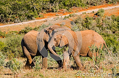 Little elephants playing, Addo elephants park, South Africa tourism. Wildlife photography Stock Photo