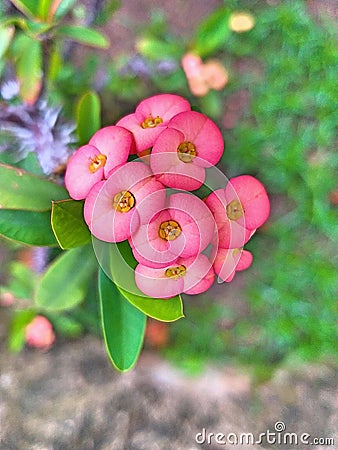 Little Euphorbia milli Stock Photo