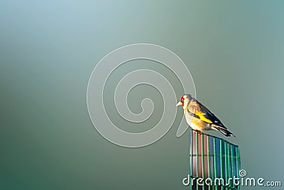 little European Goldfinch bird Stock Photo