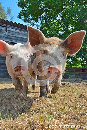 Little European pigs outside at a farm Stock Photo