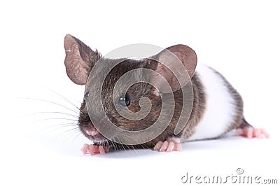 Little fancy mouse Stock Photo