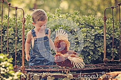 Little farm boy holding red chicken Stock Photo