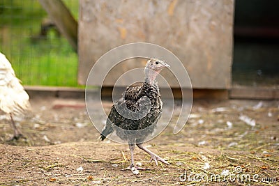 Little farm male turkey outdoor Stock Photo