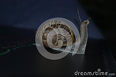 amazing beautifull little snail Stock Photo