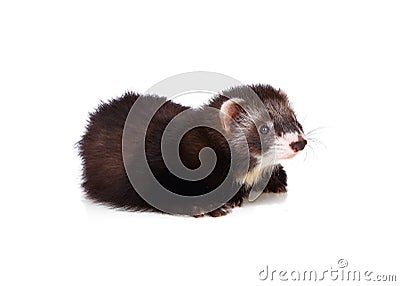 Little ferret Stock Photo