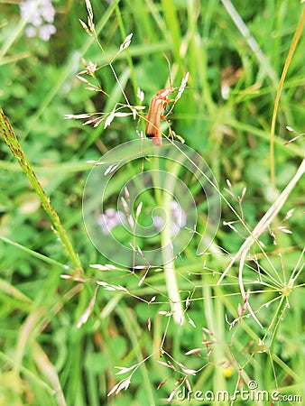 Little Field Bug Stock Photo