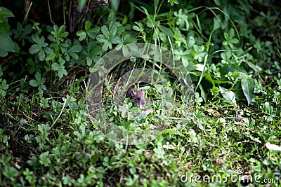 Little field mouse in a bush Stock Photo