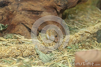 Little field mouse Stock Photo