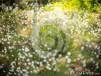 Little fir tree Stock Photo