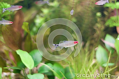 Little fishes in fishtank with plants Stock Photo