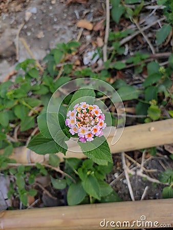 little flower with extraordinary beauty Stock Photo