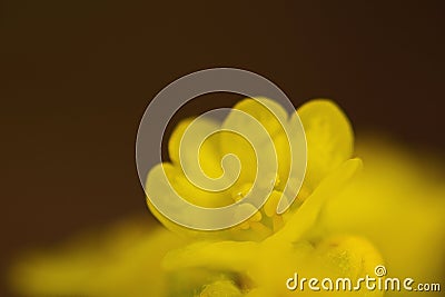 Little flower. Stock Photo
