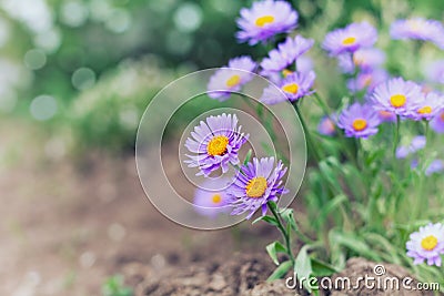 Little flowers of asters on the lawn, nature background with bokeh, vintage toned Stock Photo