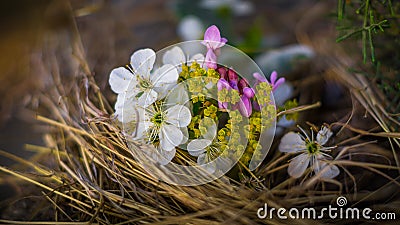 Little flowers bouquet Stock Photo