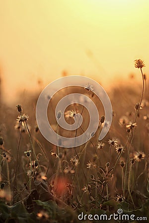 Little flowers before dusk Stock Photo