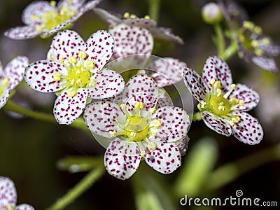 Little flowers of Saxifraga paniculata Dr Clay Stock Photo