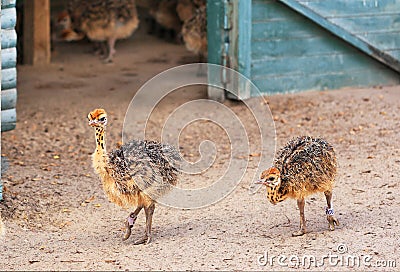 Little fluffy ostrichs strolls around the farm yard. Stock Photo