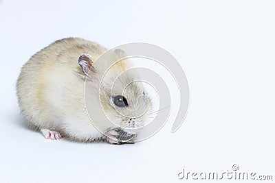 Little fluffy hamster eats a seed, on white background, side view Stock Photo