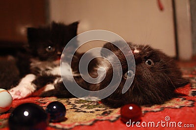 adorable kittens and glass balls Stock Photo