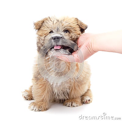 Little fluffy puppy caressing hand Stock Photo