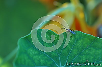 Little fly insect beetle on a green leaf in a natural habitat. Macro photography. Desktop wallpapers, ecology, agriculture. Fly Stock Photo