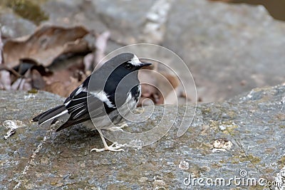 Little Forktail photographed in Sattal, India Stock Photo