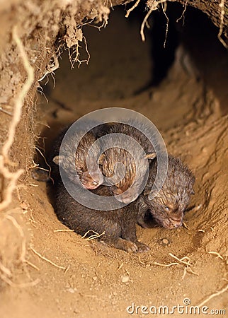 Little foxes in burrow Stock Photo