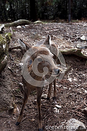 Little free deer walking around Nara, Japan Editorial Stock Photo