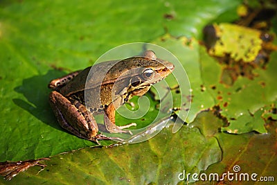 Little frog Stock Photo