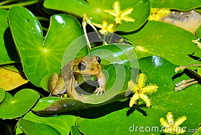 Little Frog Stock Photo