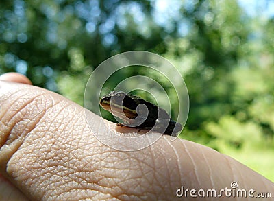 Little Frog on the finger Stock Photo
