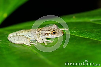 Little frog Stock Photo