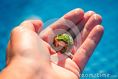 Little frog in my hand Stock Photo