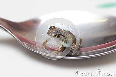 Little frog in a silver spoon. Stock Photo
