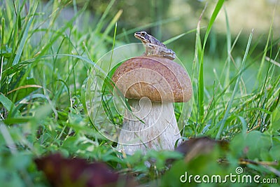 Little frog sitting on a mushroom Stock Photo