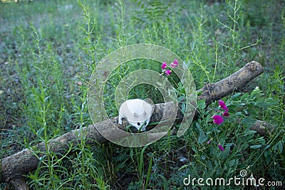 In nature, the mouse is a dzhungar hamster Stock Photo