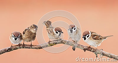 Little funny birds sitting on a branch and looking curiously Stock Photo
