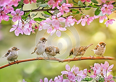 funny chicks sparrows sit in spring sunshine on the branches of an apple tree with pink flowers Stock Photo