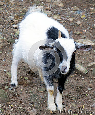 Little funny kid. The first horn white, black second horn Stock Photo