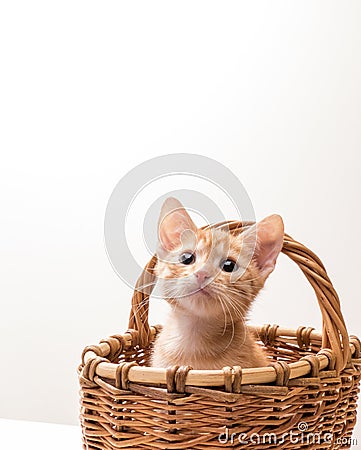 Little funny kitten Stock Photo