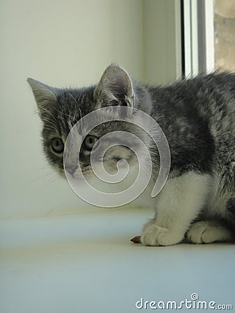 Little funny kitty and treat Stock Photo